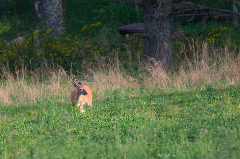 A whitetail deer stands in a field of clover