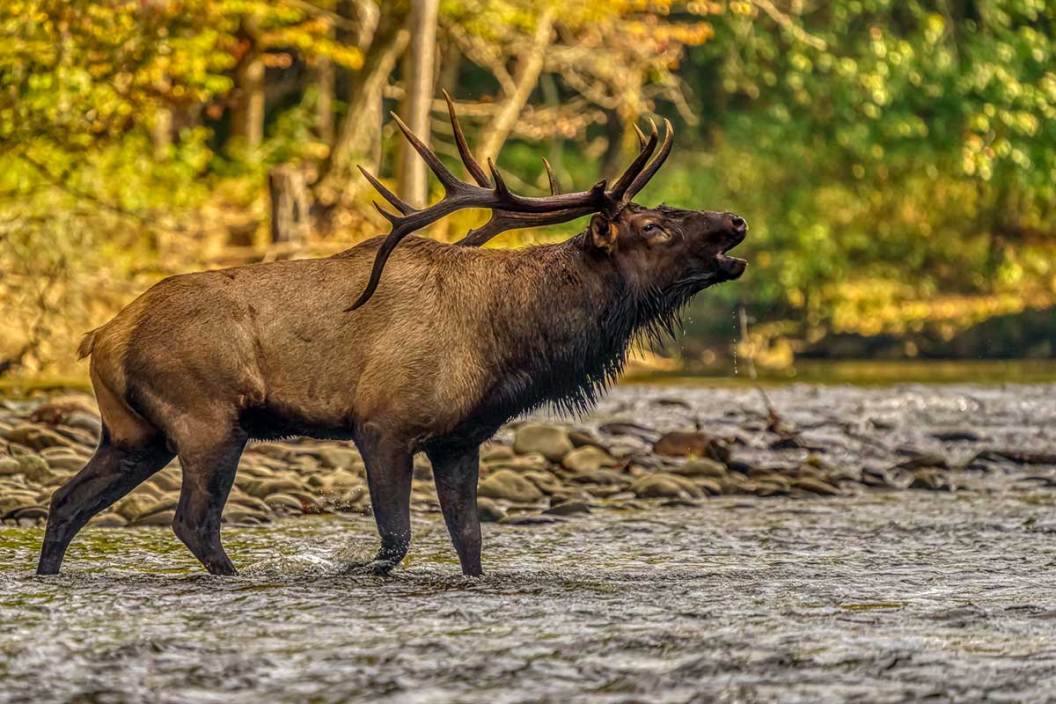 Elk standing in a river