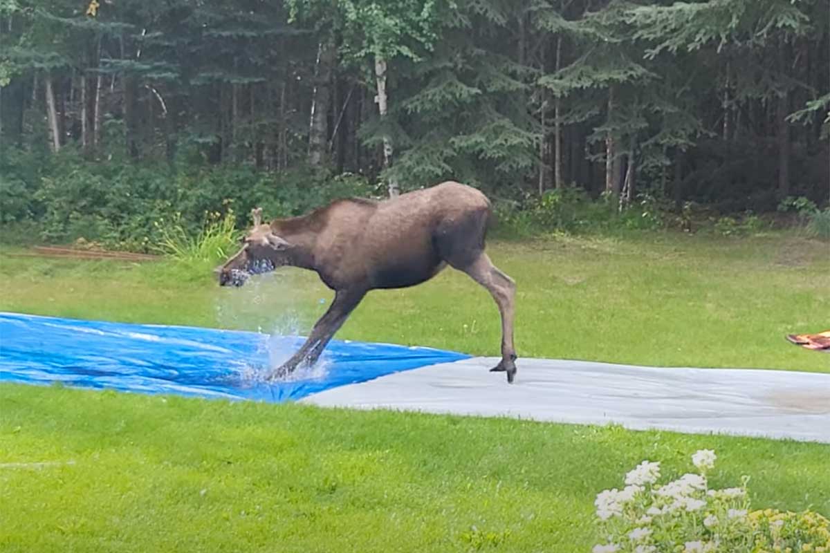 A moose plays on a homemade slip n slide in a family's backyard