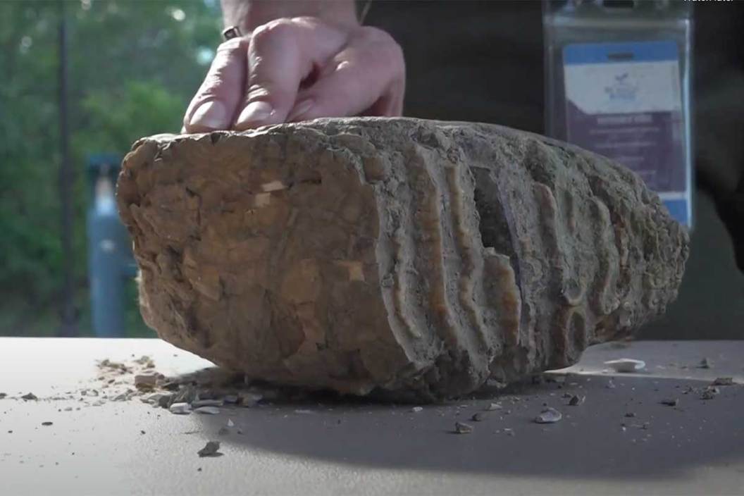 Large mammoth fossil sitting on a tabletop.