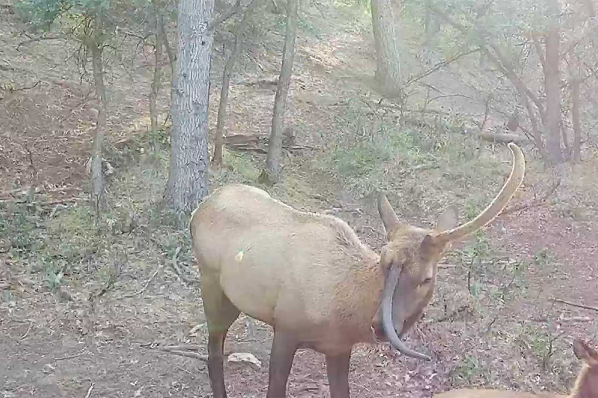 A unicorn elk with on antler protruding from the middle of its head caught on a trail camera.