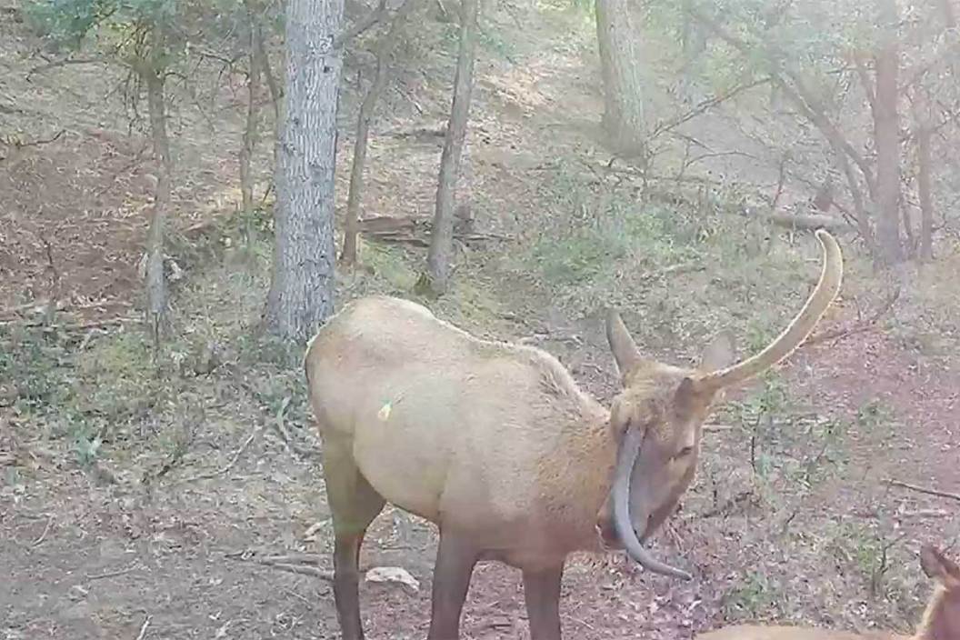 A unicorn elk with on antler protruding from the middle of its head caught on a trail camera.