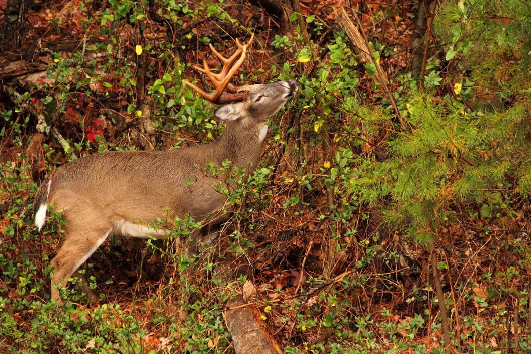 A whitetail buck stands in the forest
