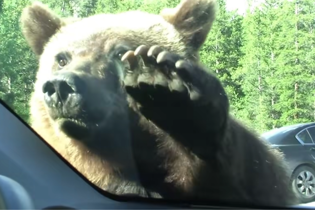 grizzly paws at drivers side window