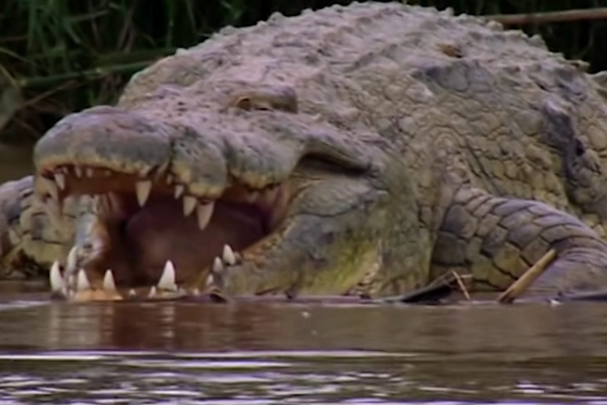 Gustave the ManEating 20Foot Croc Allegedly Killed Hundreds