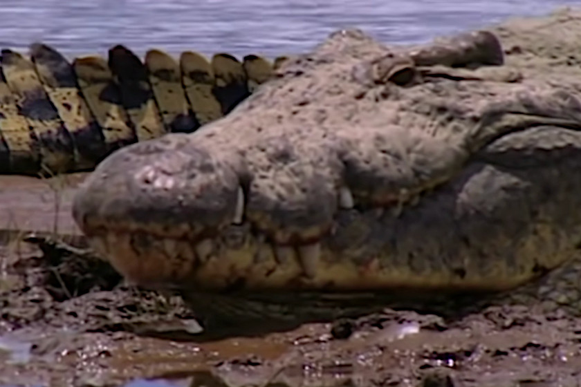 Gustave the Crocodile