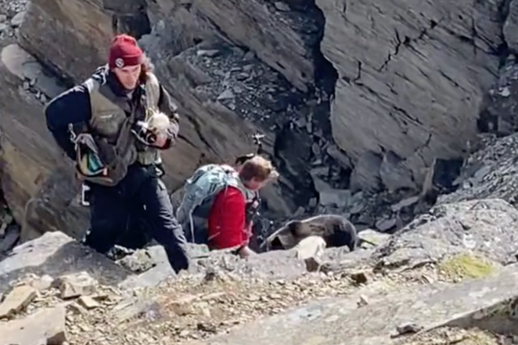 hikers run up the hill from a bear