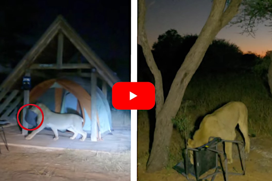 Lion Invades Tent
