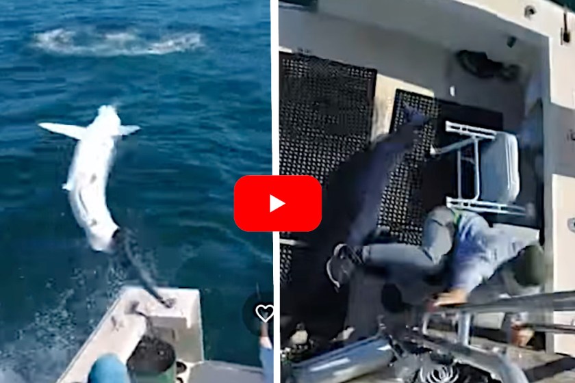 7-Foot Mako Shark Leaps and Almost Lands in Angler's Lap