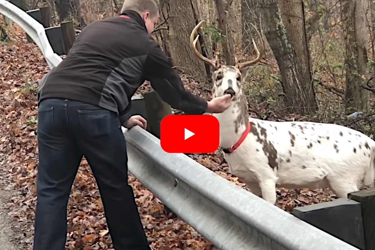 Man Pets Piebald Deer