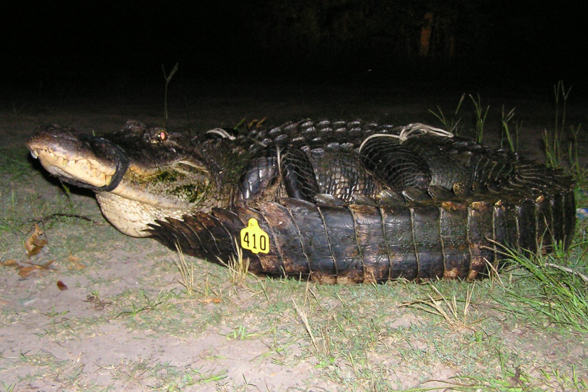 Mississippi Record Alligator