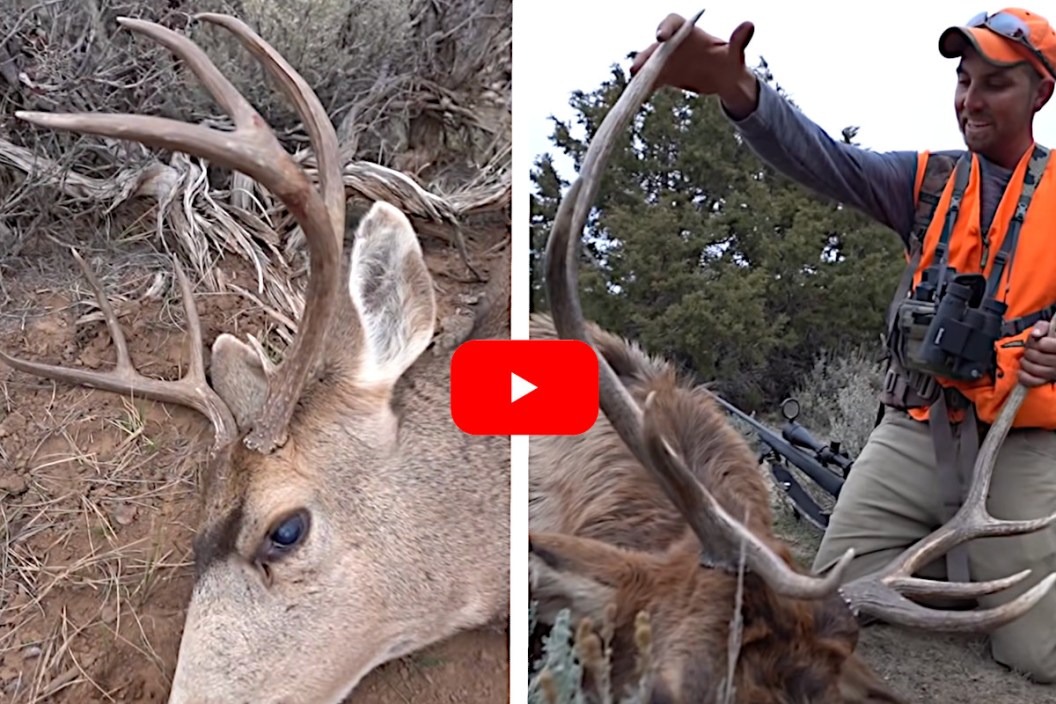 Mule Deer and Elk Double