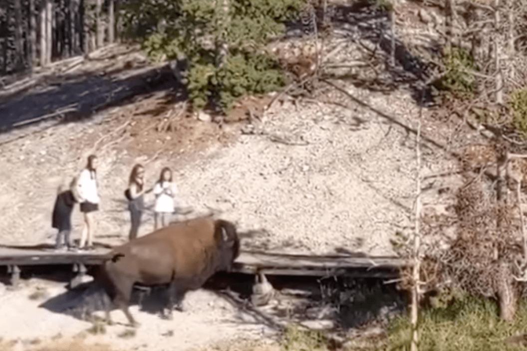 a group of women stand near a bison