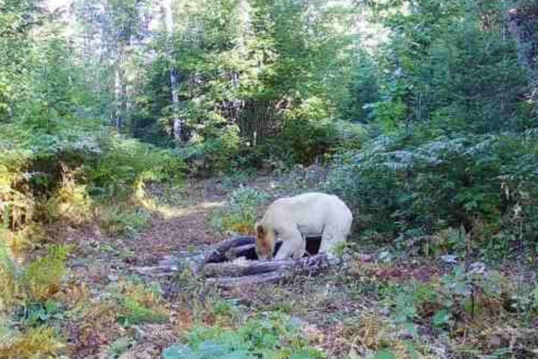 a white black caught on a trail cam