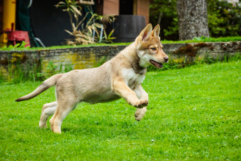 Saarloos wolfdog puppy 