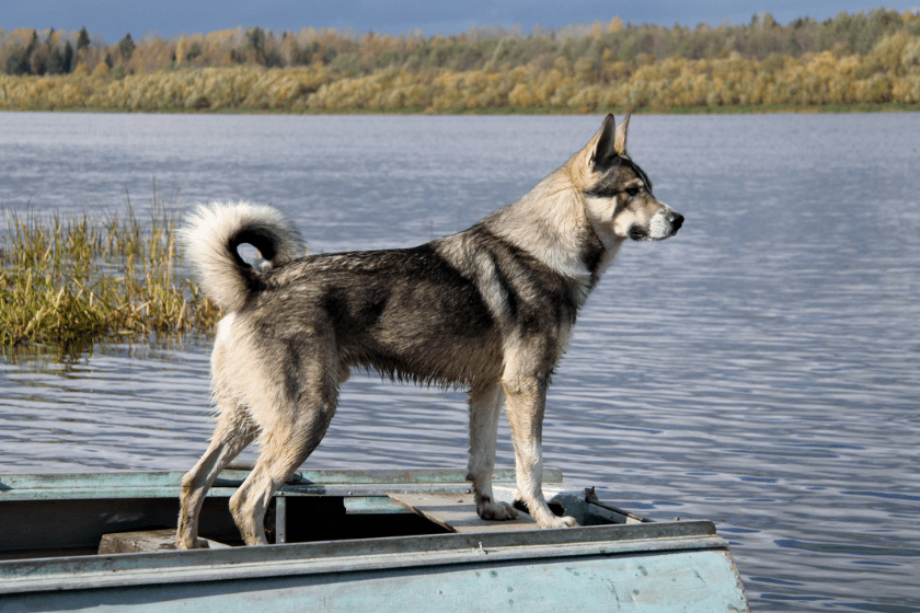 Canadian Eskimo Dog