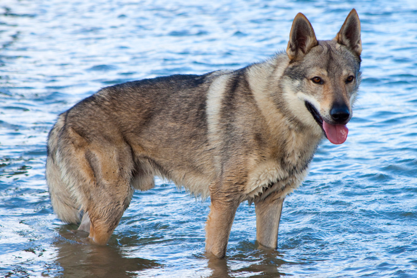 Czechoslovakian wolf dog stands in water