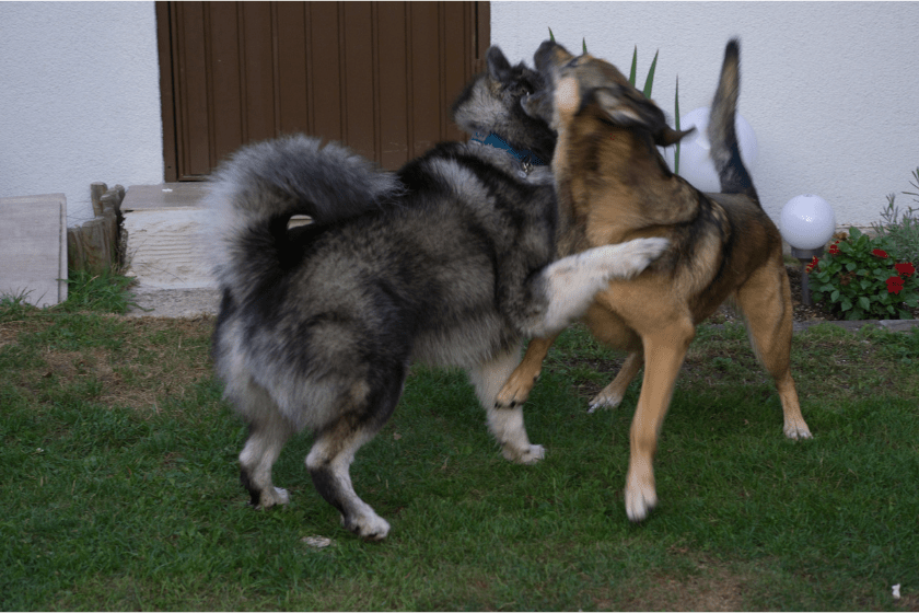 dogs play together in a yard