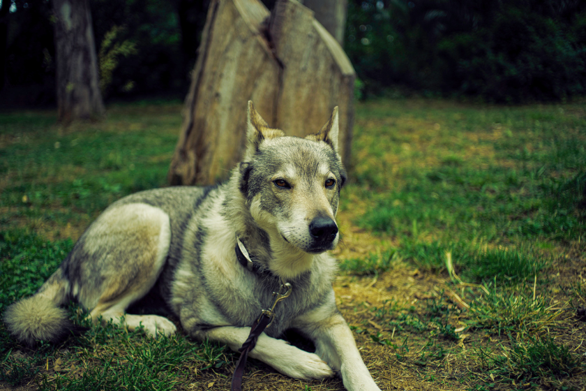 tamaskan dog lies on the ground 