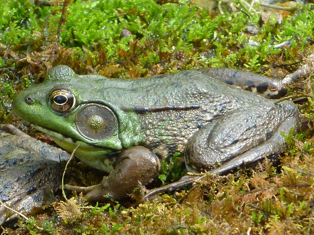 how to fish frogs