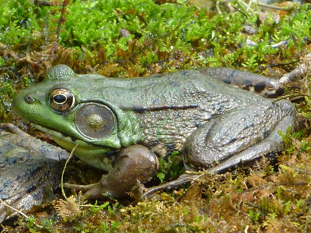 how to fish frogs