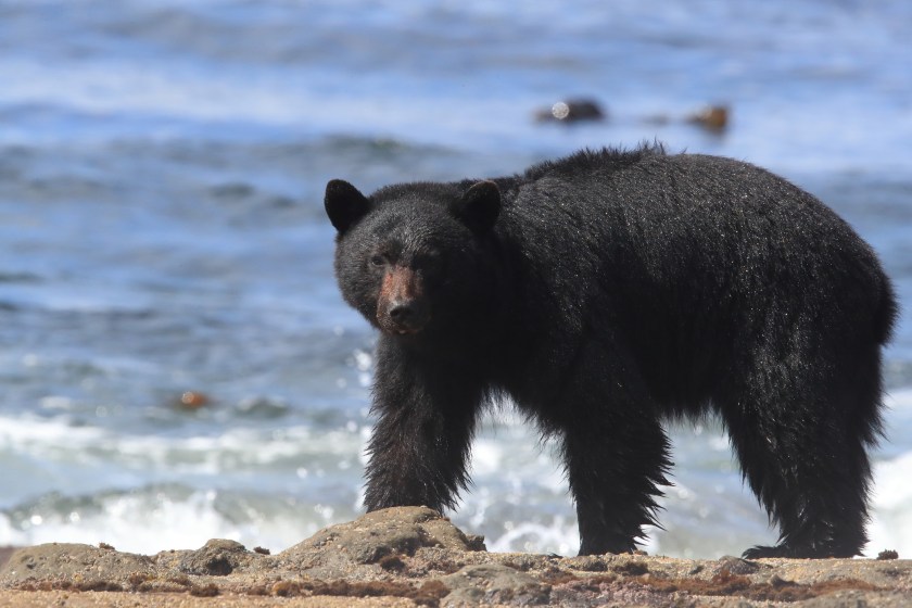 Black bear hunting.