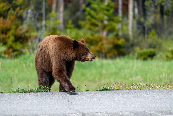 how fast can a bear run