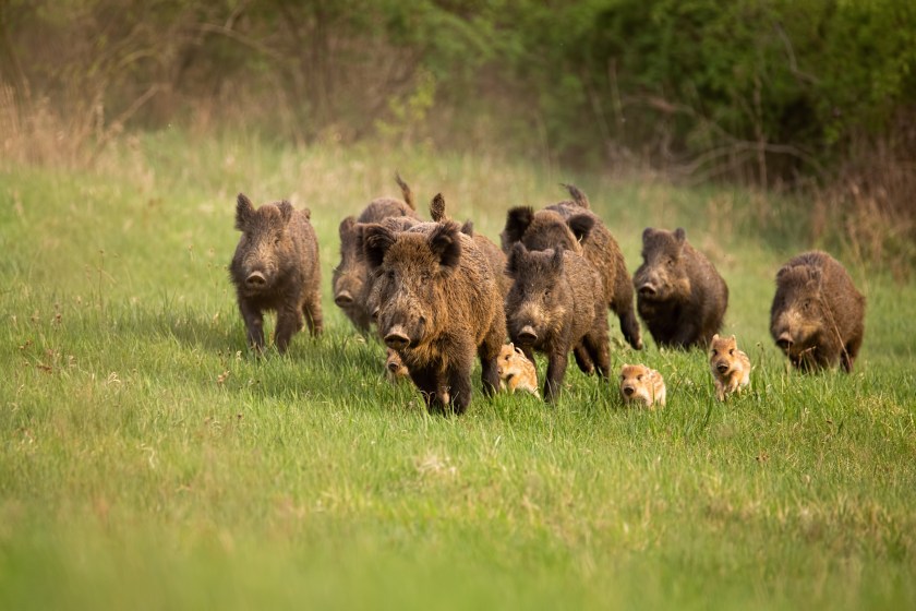 9 Most Popular Hunting Shows of All Time