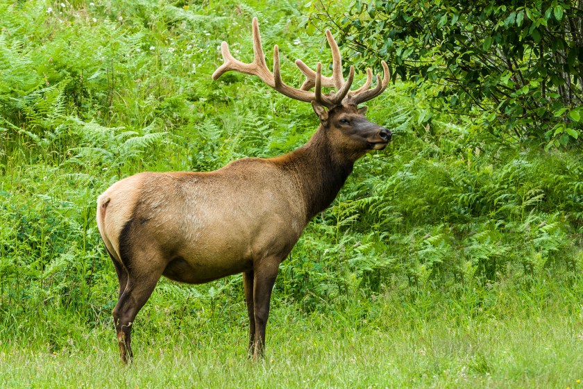 roosevelt elk