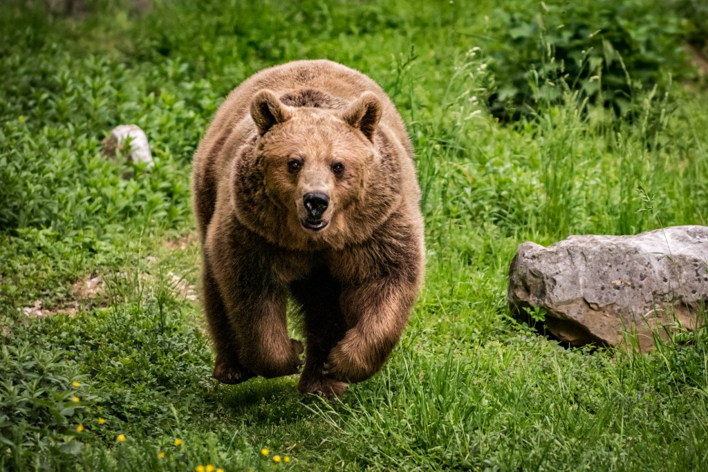 how fast can a bear run