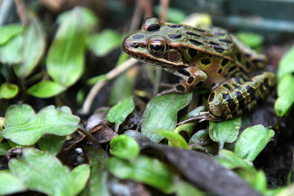 how to fish frogs