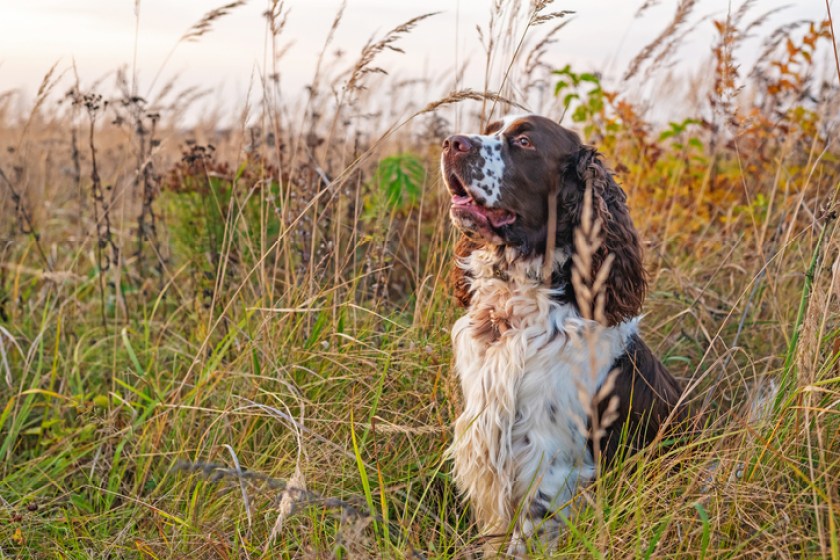 English springer spaniel sitting in tall grass.