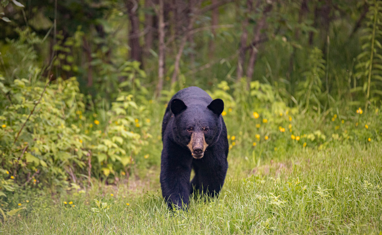 how fast can a bear run