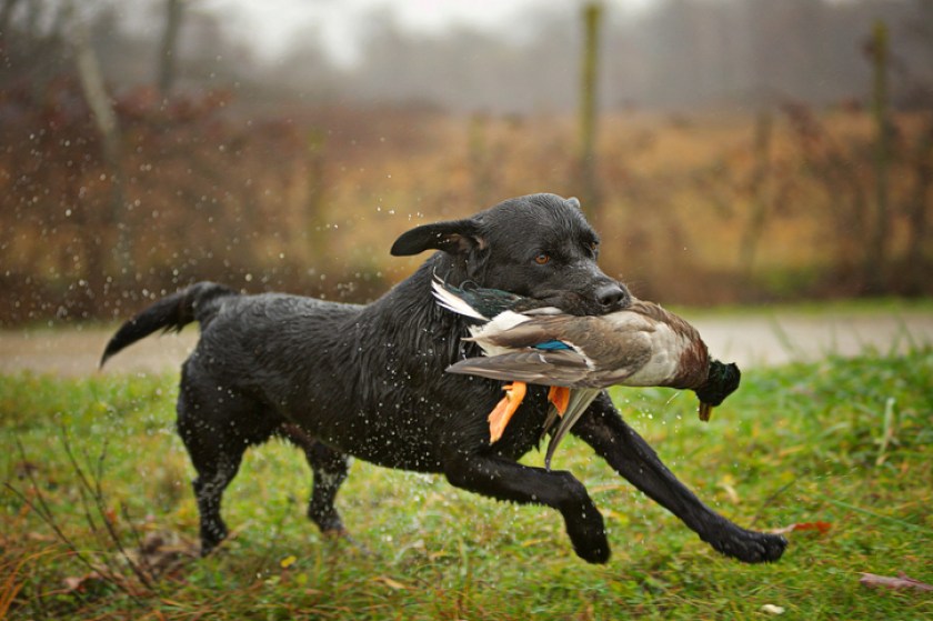 hunting dog breeds