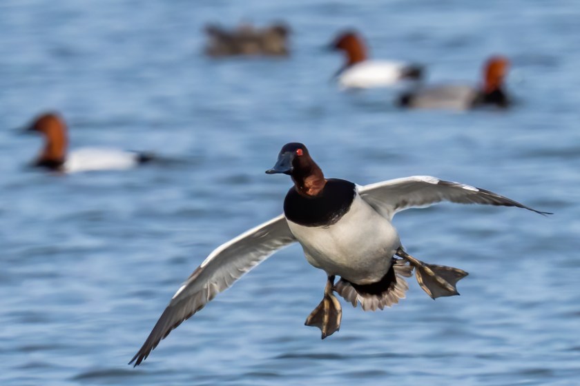 Canvasback Duck on the water and in flight