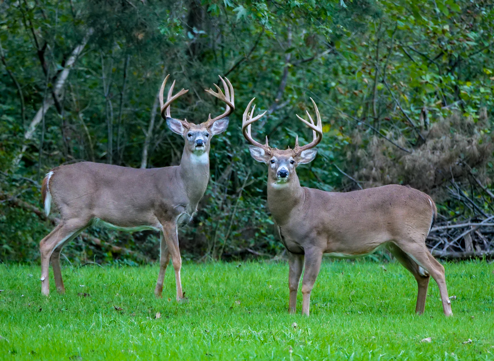 Northeast Whitetail Hunting States 5 Best Places to Bag a Buck