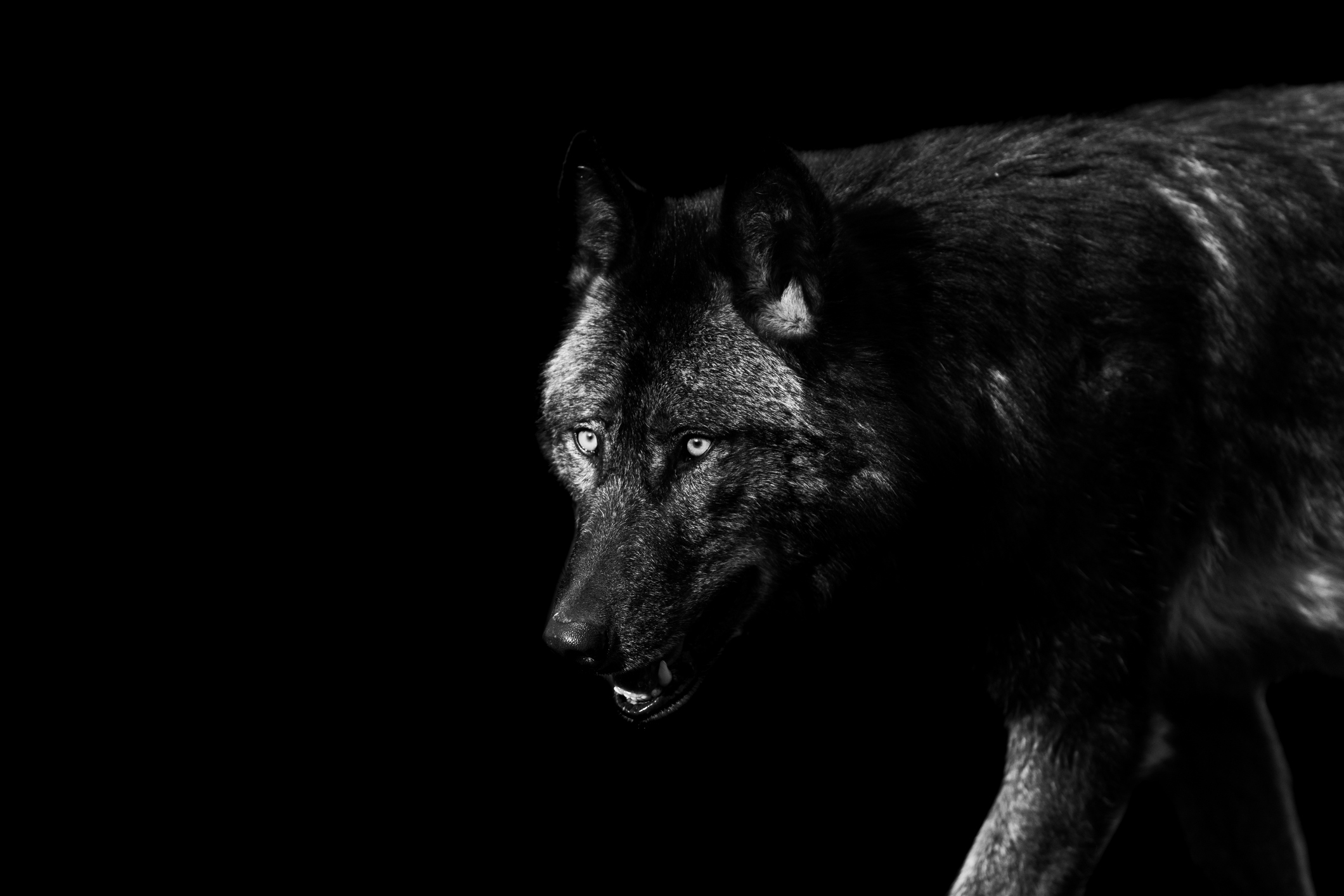 Unbelievably Huge Wolf Chases Dog in Northern Saskatchewan