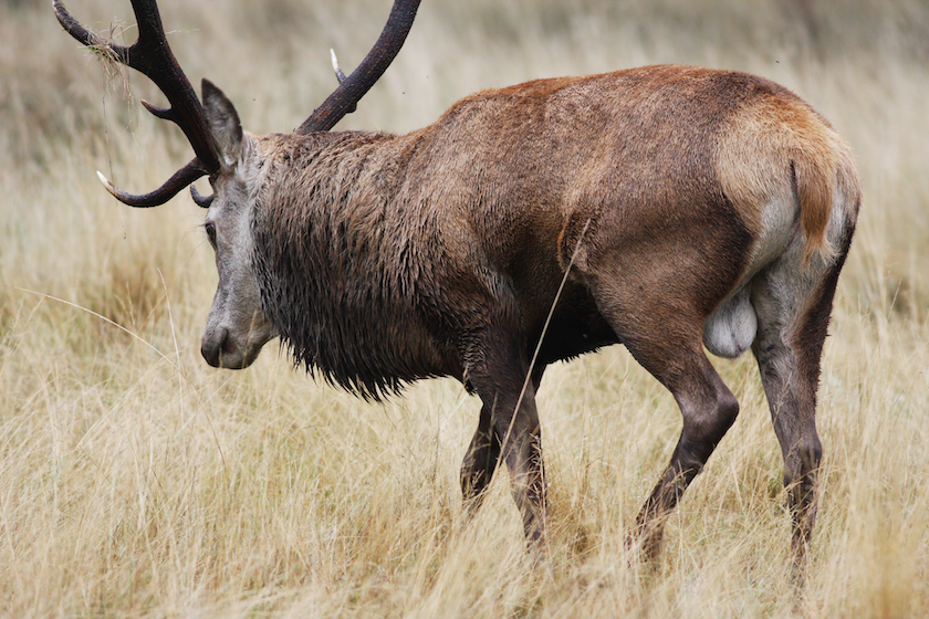 A stag in the rut limps away to lick his wounds. Richmond Park, October, 2007. mercy kill hunting