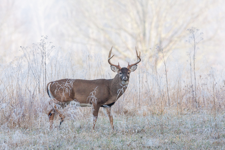 Deer Vitals: How to Identify, Aim for the Right Spot on a Deer