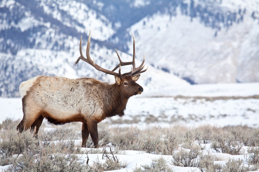 Bull Elk