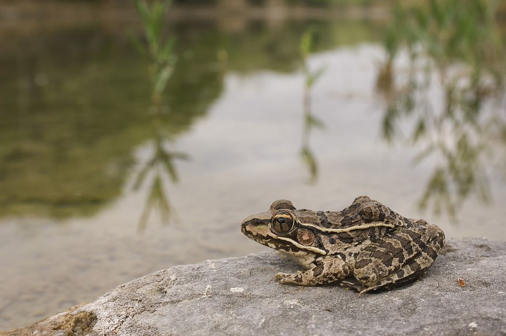 how to fish frogs