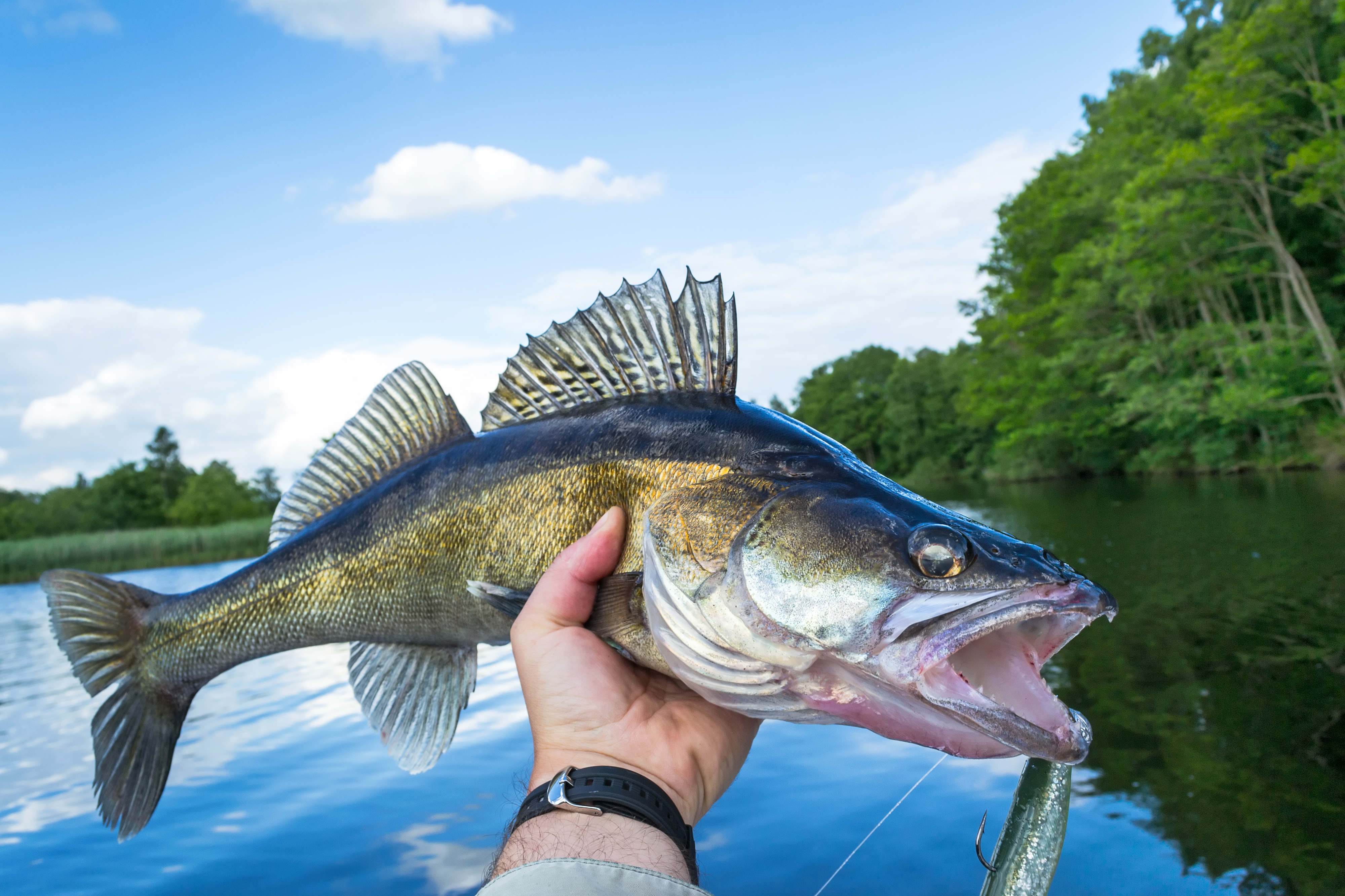 Portrait of huge walleye in angler hand