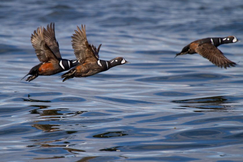 In flight on the shores of Point Roberts, WA