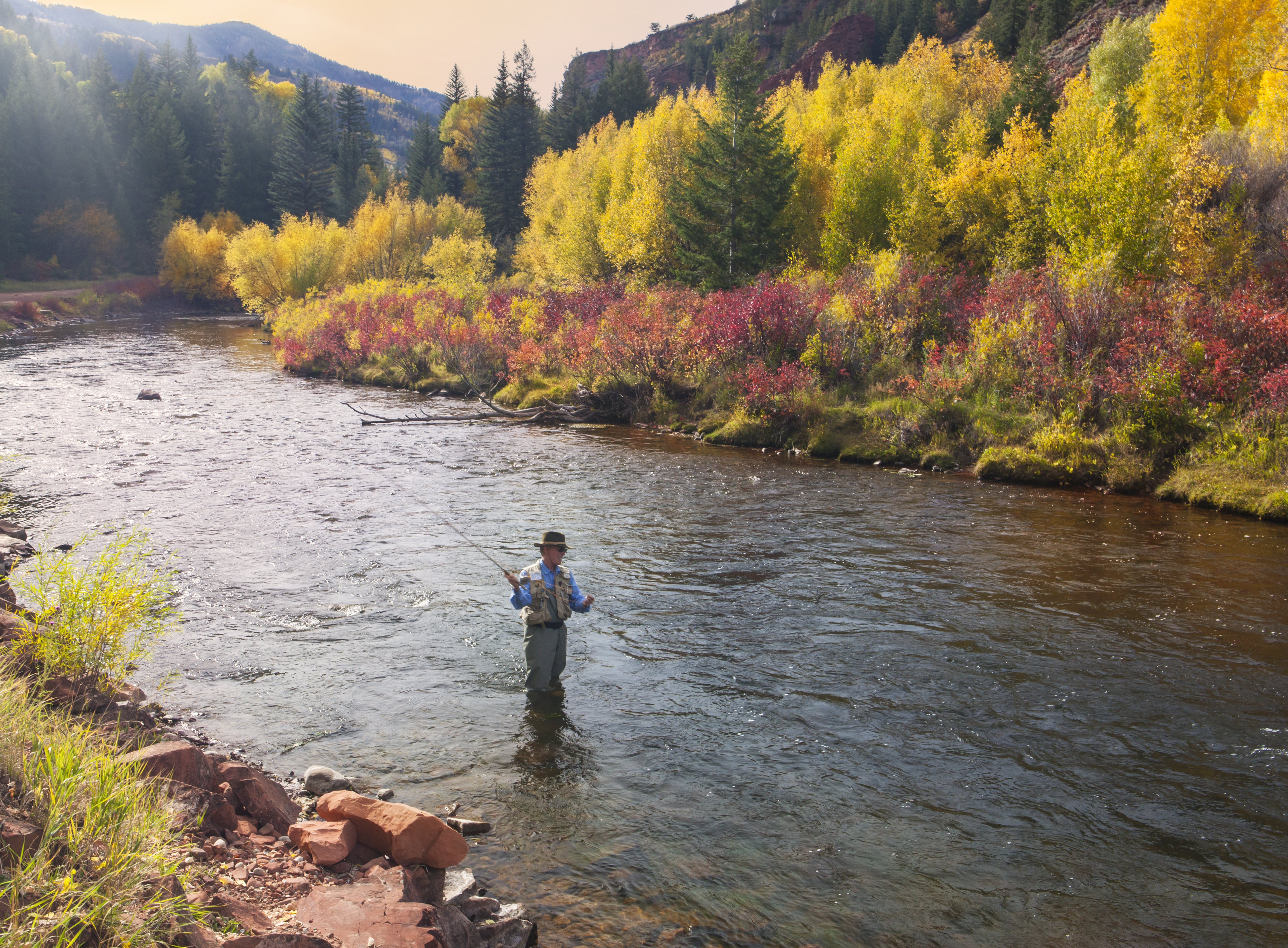 Mature man fly fishing the gold medal Frying Pan River near Basalt, Colorado in autumn. Late afternoon, high contrast.