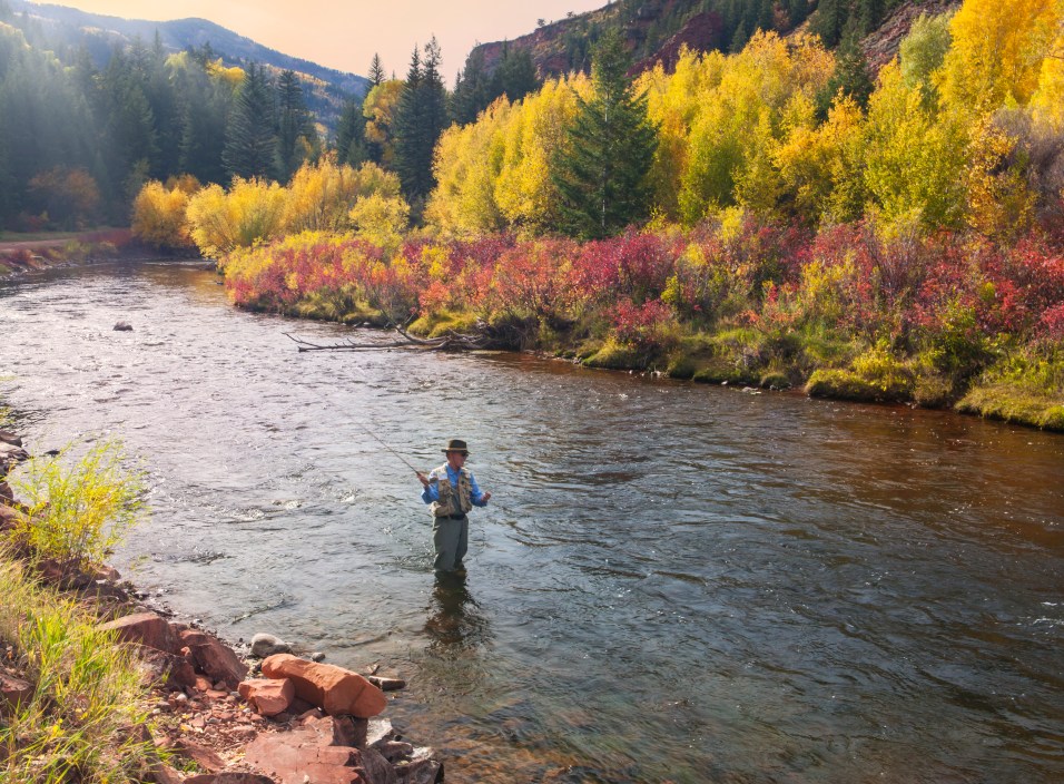 Mature man fly fishing the gold medal Frying Pan River near Basalt, Colorado in autumn. Late afternoon, high contrast.