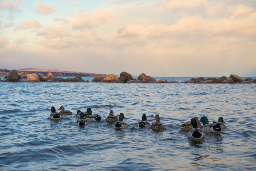 A flock of mallard ducks floating on a lake.