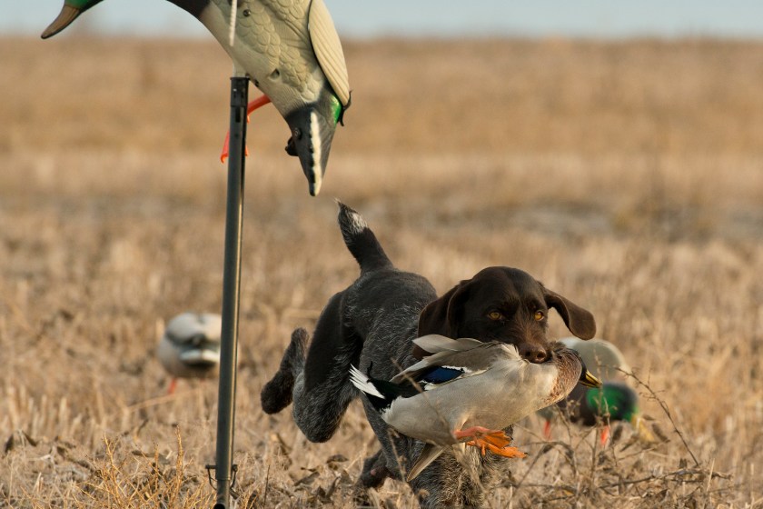 A dog retrieving a slain mallard duck in a field.