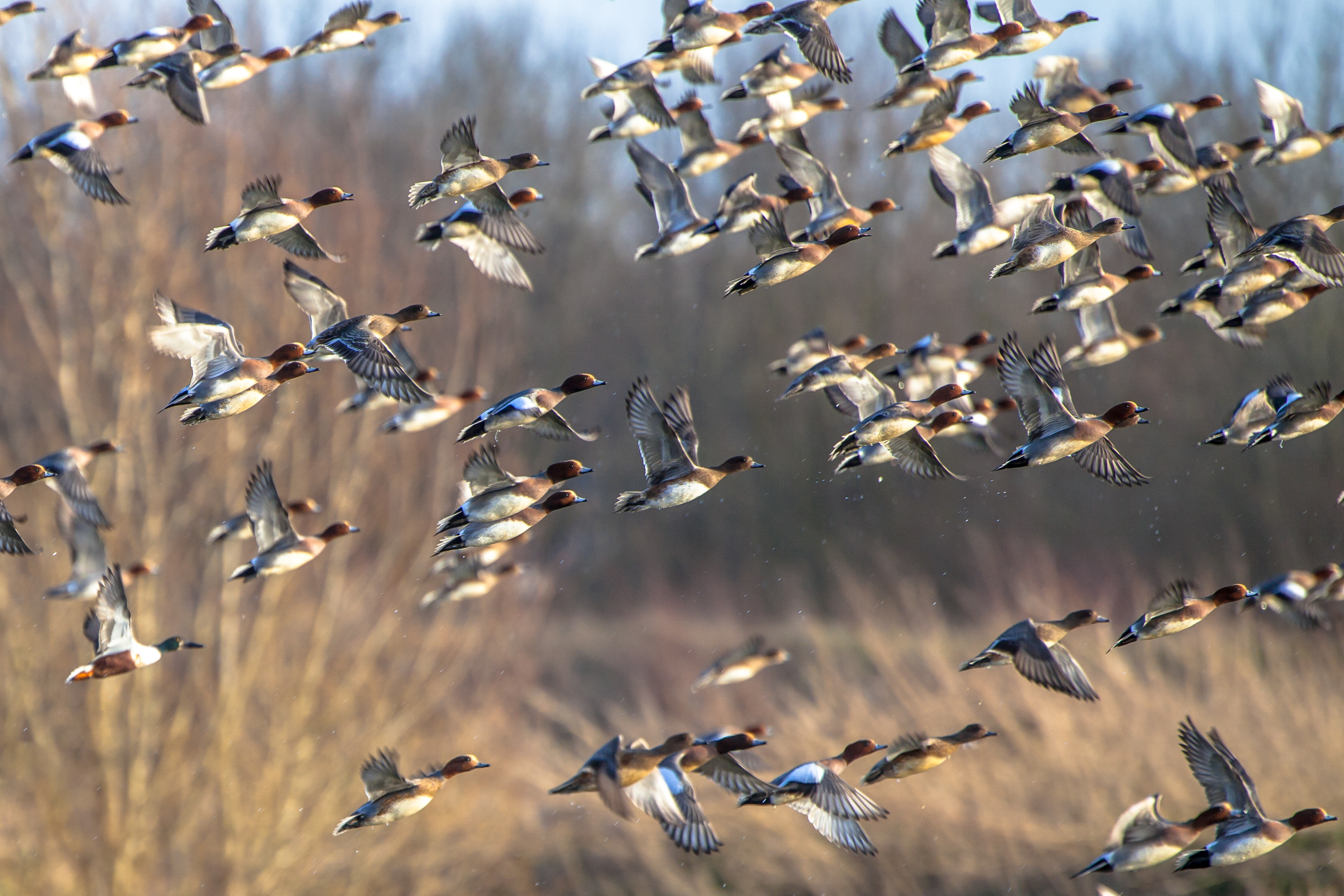 Migrating Eurasian wigeon (Anas penelope) ducks are leaving for the southern hibernating areas in autumn and winter.