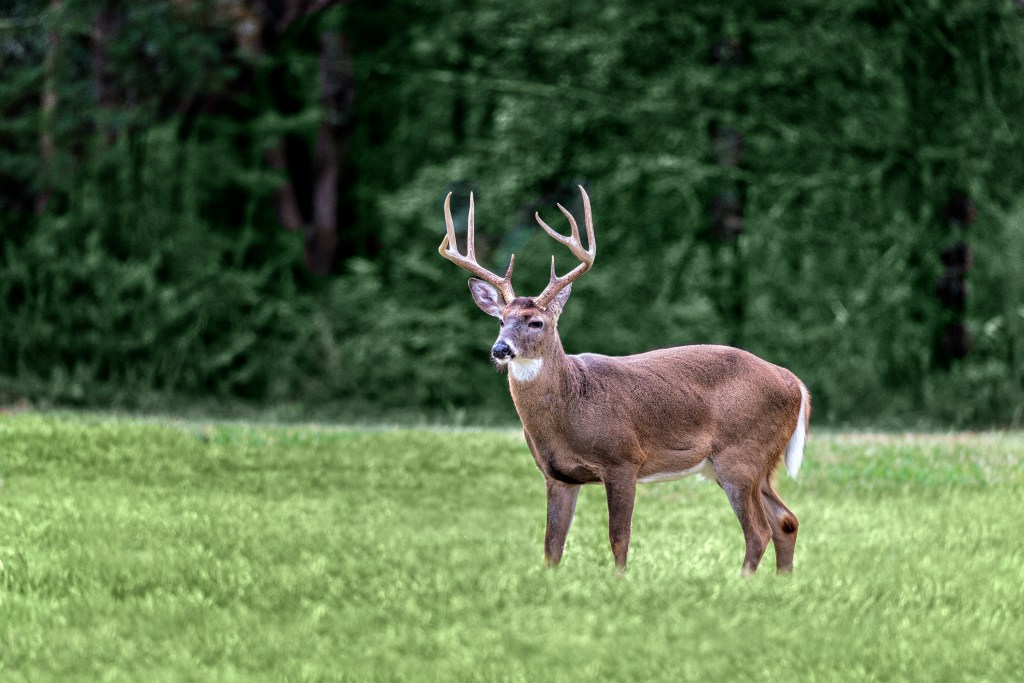 Deer Vitals How to Identify and Aim for the Right Spot on a Deer