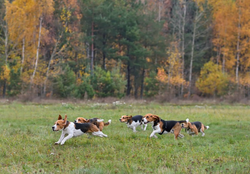 hunting dog breeds